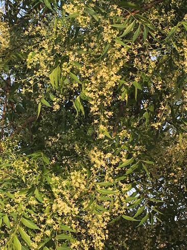 Rencontre Nature & Ayurveda… Neem le Bienveillant