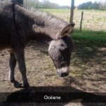 Soin animal conscience animale Oceane 150x150 1