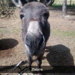 Soin animal conscience animale Zlatane 150x150 1