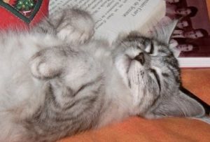 melianne dodo 300x203 1