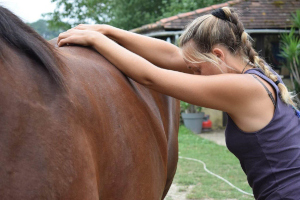 Stage cheval ostéopathie shiatsu 300px