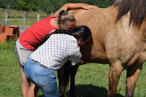 formation biomecanique cheval cavalier 500px