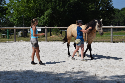 formation horse training