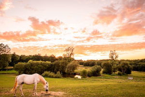 gestion des prairies 300px