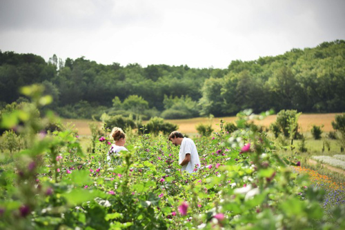 Formation gestion des patures phytotherapie et aromatherapie chevaux
