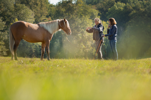 formation bien etre equin biomecanique 500px
