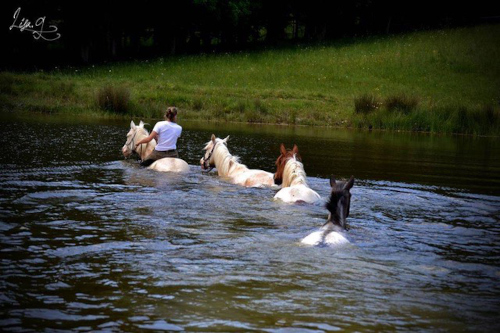 formation bien etre equin elevage solemio 1