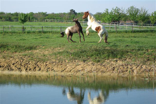 formation bien etre équin certifiée