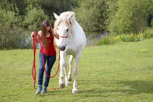 formation harmonie cheval et cavalier