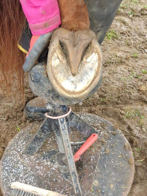 formation podologie soins des pieds chevaux