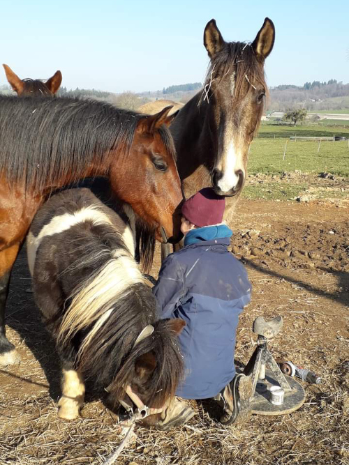 formation soins des pieds chevaux pieds nus podologie
