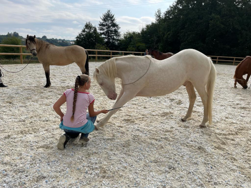 le toucher formation bien etre equin shiatsu