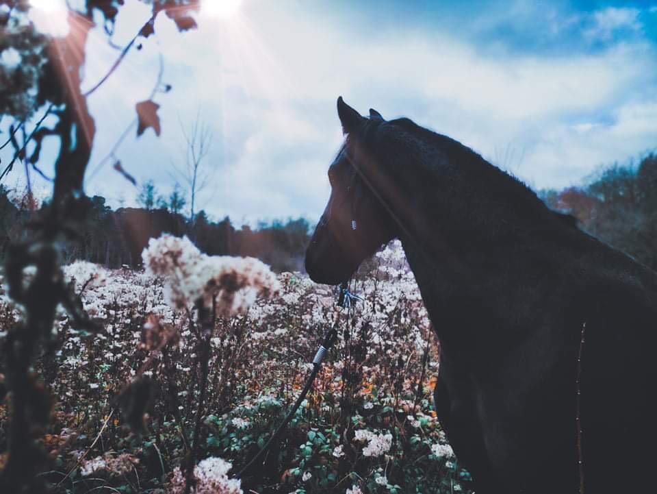 La phyto-aromathérapie pour les chevaux : une approche globale