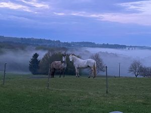 Lithotherapie pour les chevaux