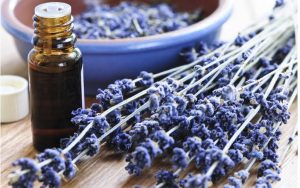 rentrée sereine olfacto 2