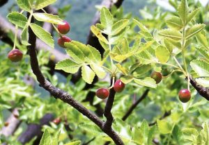 rentrée sereine olfacto 4